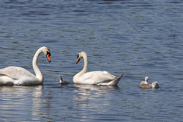 Mute Swans