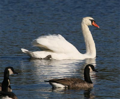 Mute Swan