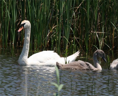 Mute Swans and Babies