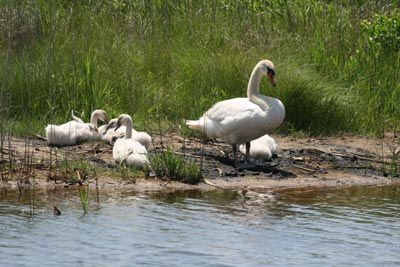 Mute Swans and Babies