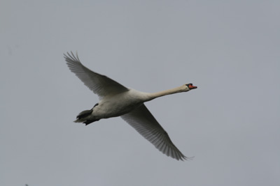 Mute Swan Flying