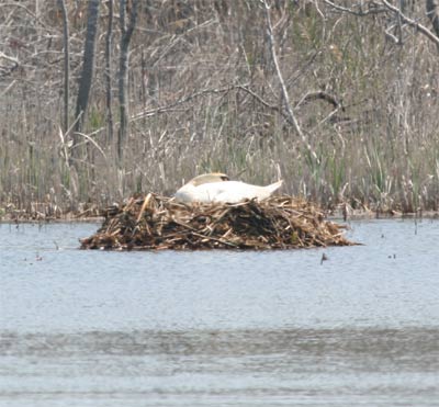 Mute Swan on nest