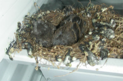 House finch nest