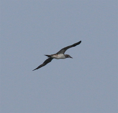 Northern Gannet