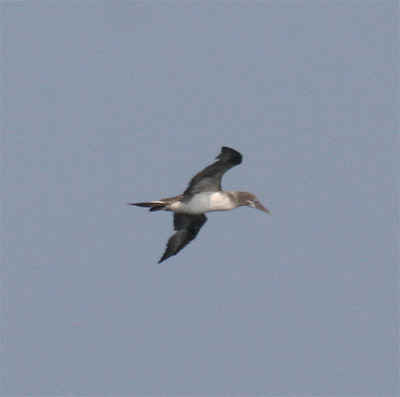 Northern Gannet