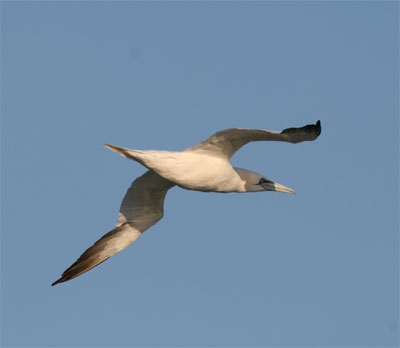 Northern Gannet