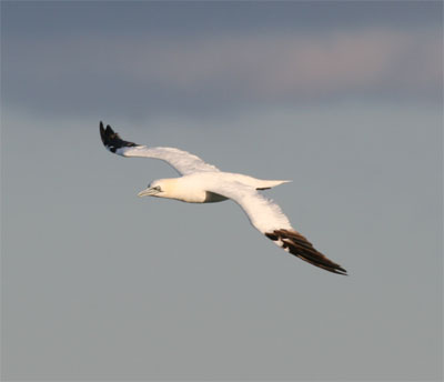 Northern Gannet