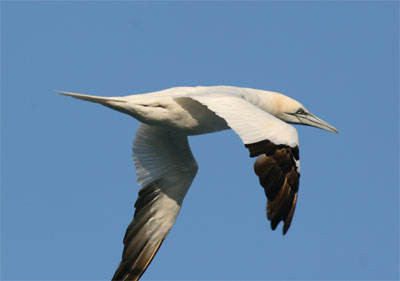 Northern Gannet