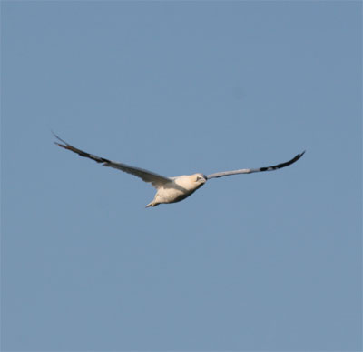 Northern Gannet