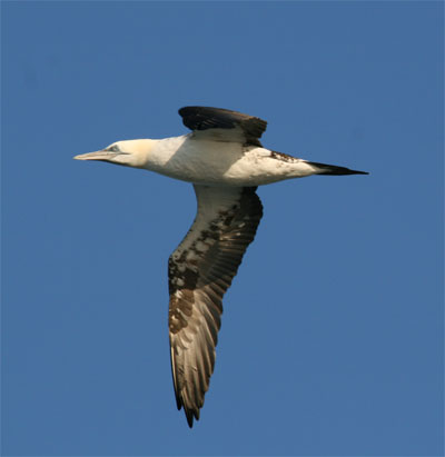 Northern Gannet