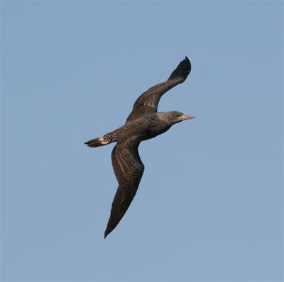 Northern Gannet