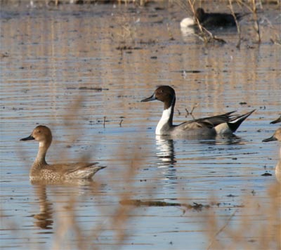 Northern Pintails