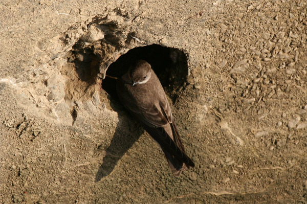 Northern Rough Winged Swallow