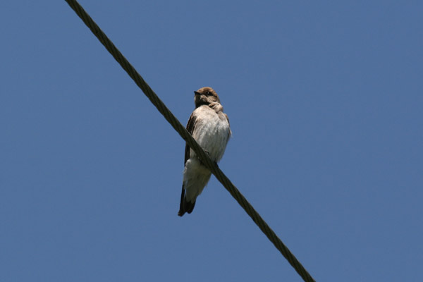 Northern Rough Winged Swallow