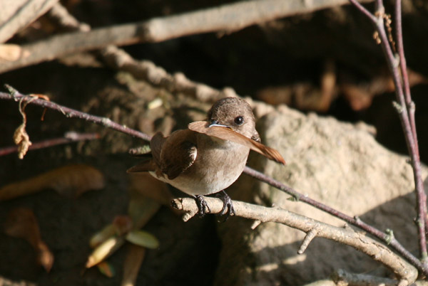 Northern Rough Winged Swallow