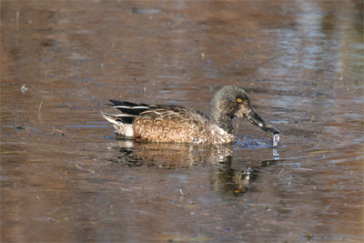 Northern Shoveler