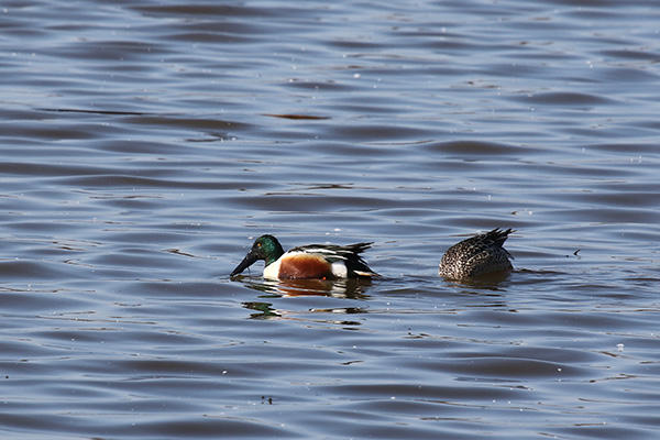 Northern Shovelers