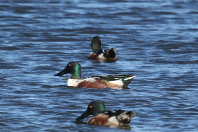 Northern Shoveler