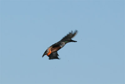 Northern Shoveler