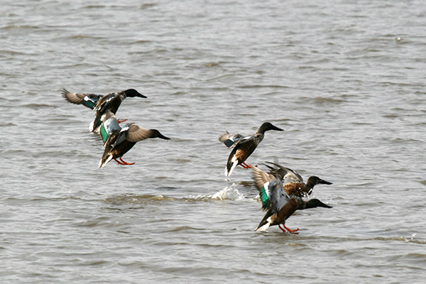 Northern Shovelers