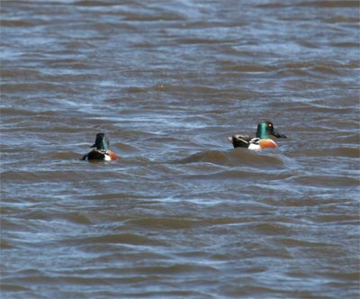 Northern Shovelers