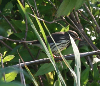 Northern Waterthrush