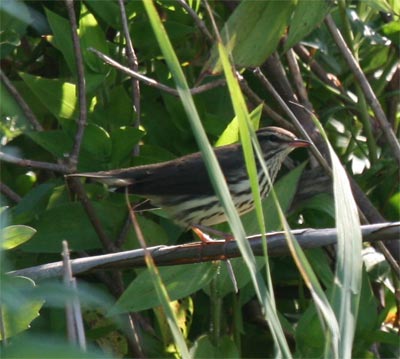 Northern Waterthrush