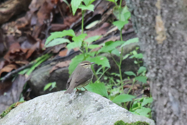 Northern Waterthrush