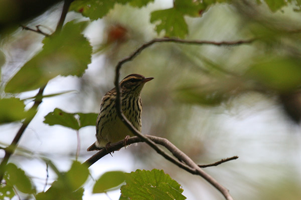 Northern Waterthrush