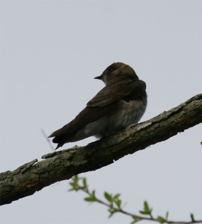 Northern Rough Winged Swallow