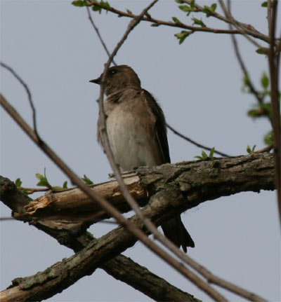 Northern Rough Winged Swallow