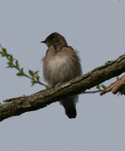 Northern Rough Winged Swallow