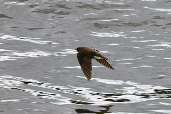 Northern Rough Winged Swallow