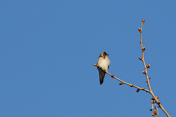 Northern Rough Winged Swallow