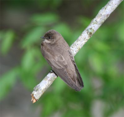 Northern Rough Winged Swallow