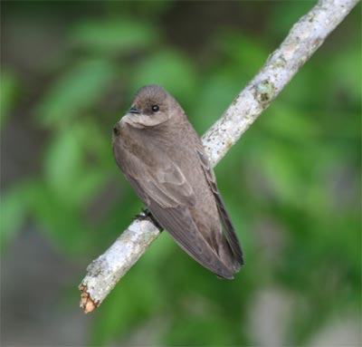 Northern Rough Winged Swallow