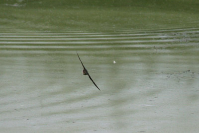 Northern Rough Winged Swallow