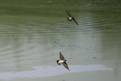 Northern Rough Winged Swallow