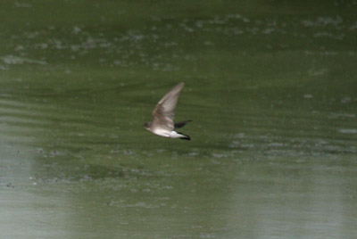 Northern Rough Winged Swallow