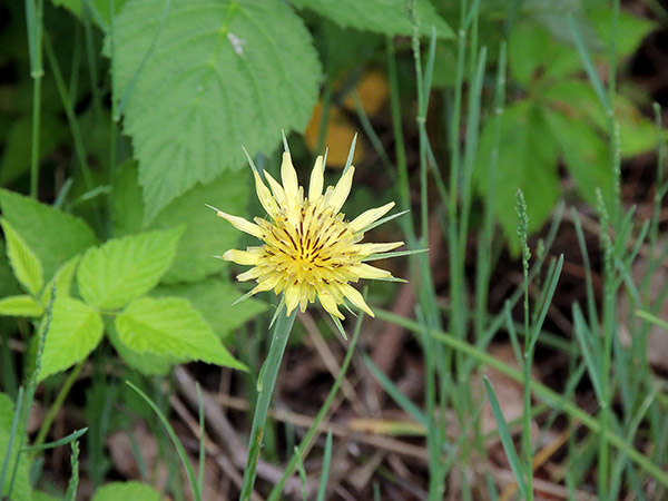 Ohio Wildflower