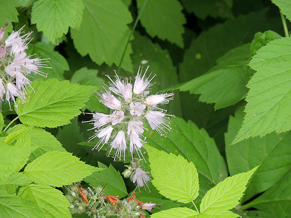 Ohio Wildflower