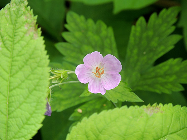 Ohio Wildflower