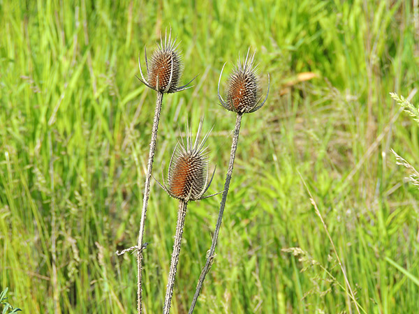 Ohio Wildflower