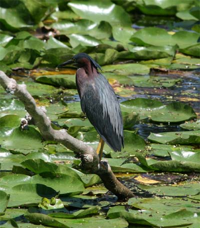 Ohio Green Heron