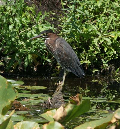 Green Heron