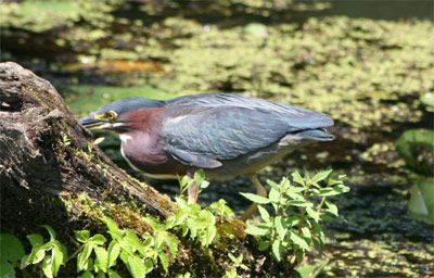 Green Heron