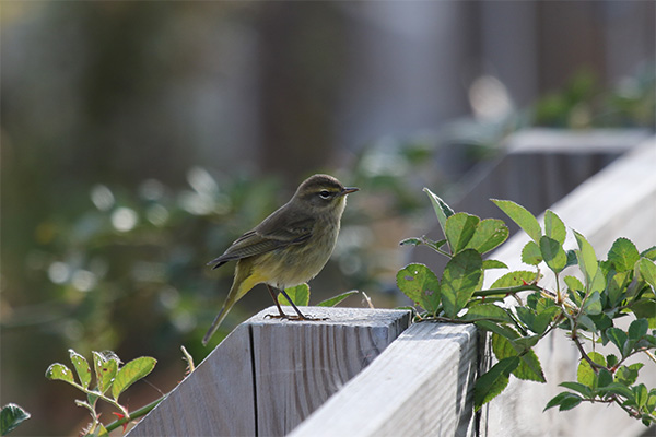 Western Palm Warbler