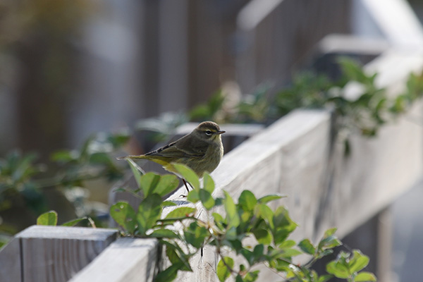 Western Palm Warbler