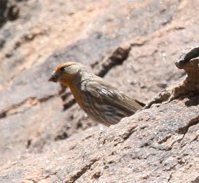 Orange House Finch