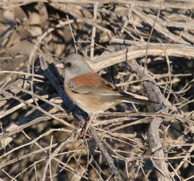 Oregon Junco